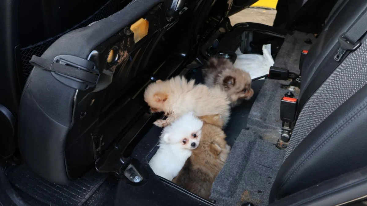 Edirne'de Pomeranian cinsi 5 köpek yavrusu ele geçirildi