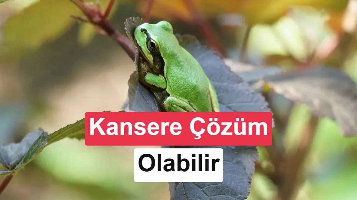 Kanser tedavisinde yeni umut: Kurbağadan alınan bakteri, tümörleri tek dozda yok etti